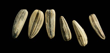 A row of six black and white striped sunflower seeds. The seeds are all different sizes and are arranged in a line