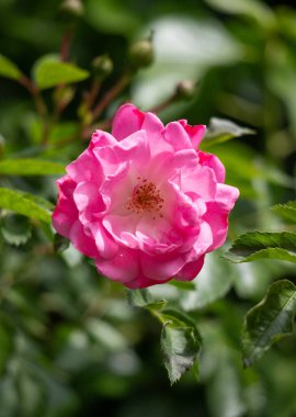 Rose flowers growing outdoors in nature