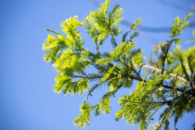 Green tree leaves on a blurred nature background.