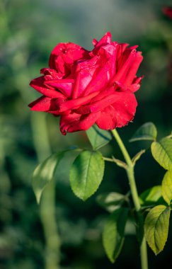 Rose flowers growing in nature close-up.