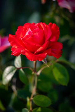 Rose flowers growing in nature close-up.