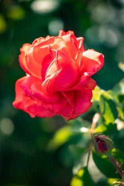 Rose flowers growing in nature close-up.