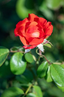 Rose flowers growing in nature close-up.