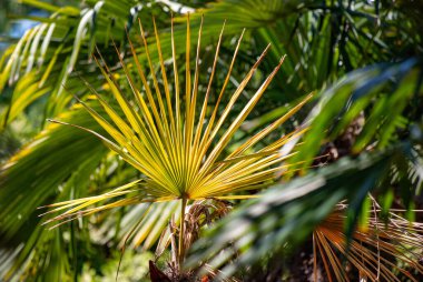 Mavi gökyüzünde palmiye yaprakları.