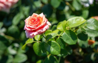 Rose flowers growing in nature close-up.