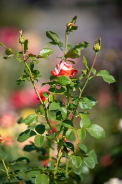 Rose flowers growing in nature close-up.