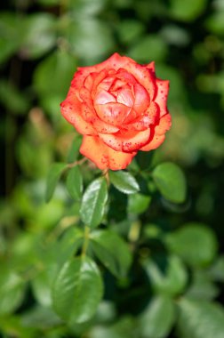 Rose flowers growing in nature close-up.