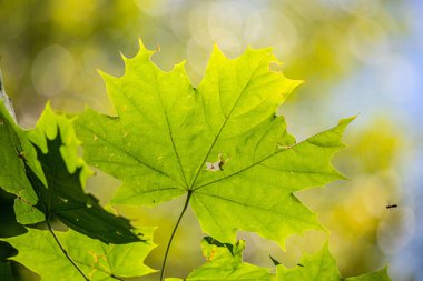 Üzerinde küçük bir delik olan yeşil yapraklı bir yaprak. Yaprak diğer yaprak ve dallarla çevrilidir.