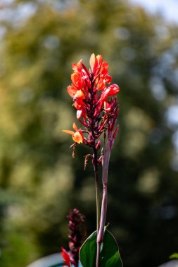 A single red flower with a green stem. The flower is the main focus of the image. The background is blurry, giving the flower a sense of depth and importance
