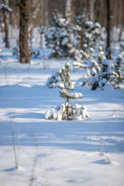 green pine trees covered with white snow, close-up landscape