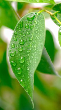 Üzerinde su damlacıkları olan bir yaprak. Damlacıklar küçük ve dağınıktır, yaprağa taze ve canlı bir görünüm verir.