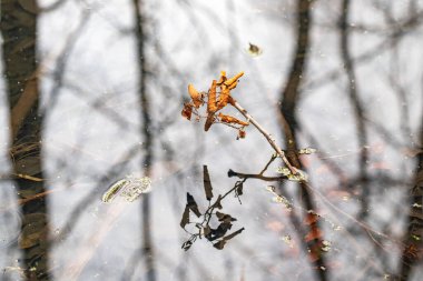 A leaf is floating on the surface of a pond. The reflection of the leaf is visible in the water