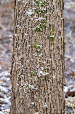 Kar ve yosunla kaplı bir ağaç gövdesi. Ağaç çıplak ve yaprakları yok. Ağaçtaki kar beyaz ve kabarık