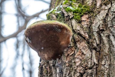 A mushroom is growing on a tree trunk. The mushroom is brown and green. The tree trunk is covered in moss