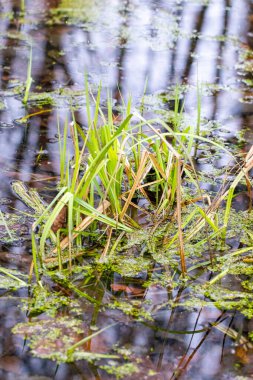 Suda bir demet ot yüzüyor. Su bulanık ve çimenler kahverengi.