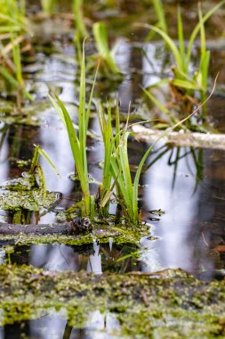 A pond with green plants floating on the surface. The water is murky and the plants are growing in the water