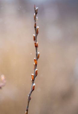 Tomurcuklu bir dal karla kaplıdır. Kar tomurcukları ve dalı kaplıyor.