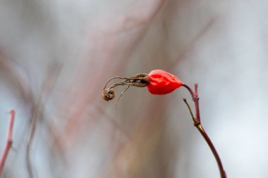 Üzerinde kahverengi spiral olan kırmızı bir çiçek. Çiçek bir dalın üzerinde.