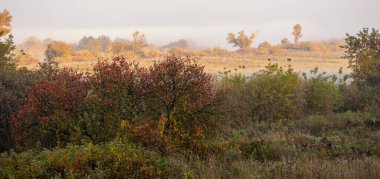 Arka planda sisli bir gökyüzü olan bir ağaç tarlası. Ağaçlar çoğunlukla kahverengi ve sarıdır ve gökyüzü bulutludur. Manzara sakin ve huzurlu, ağaçlar ve gökyüzü sakin bir atmosfer yaratıyor.