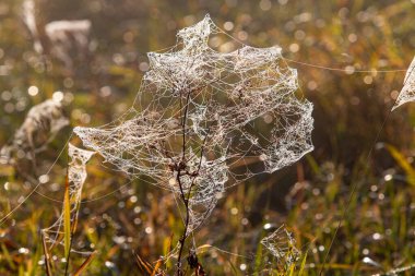 Bir örümcek ağı bir bitkiyi örtüyor. Ağ çok ince ve narindir. Bitki çimlerle çevrili.