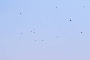 A flock of birds flying in the sky. The sky is blue and clear. The birds are scattered throughout the sky