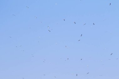 Bir sürü kuşun uçtuğu mavi bir gökyüzü. Kuşlar gökyüzüne dağılmış, bazıları yere yakın uçuyor diğerleri ise gökyüzünde yükseklerde uçuyor.