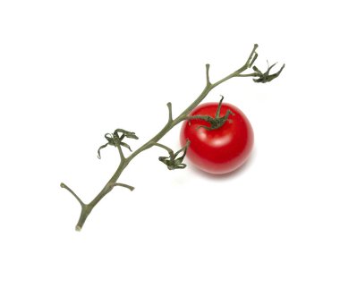 A tomato is sitting on a stem. The stem is brown and the tomato is red
