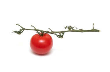 Bir dalın üzerinde bir domates var. Dal ince ve domates büyük.