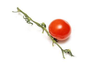 Bir domates bir sapın üzerinde oturuyor. Sapı yeşil ve domates kırmızıdır. Domates beyaz arka planda.