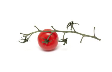 A tomato is sitting on a stem. The stem is brown and the tomato is red