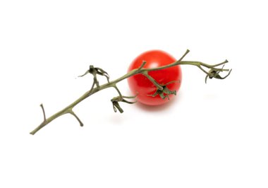 A tomato is sitting on a stem. The stem is brown and the tomato is red
