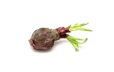 A small, green sprout of a vegetable is growing from a rotten, brown, and dirty root