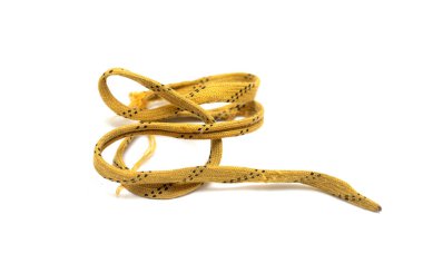 Beyaz arka planda sarı ve siyah bir ayakkabı bağı var. Ayakkabı bağı uzun ve siyah beyaz deseni var.