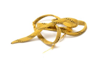 A yellow and black rope is laying on a white background. The rope is frayed and has a worn appearance