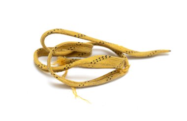 A yellow and black shoelace is laying on a white background. The shoelace is frayed and has a worn appearance
