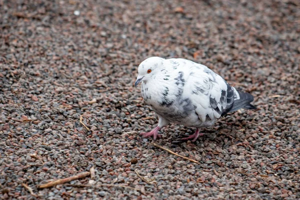 Bir güvercin kayalık bir yüzeyde yürüyor. Kuş küçük ve siyah işaretli beyaz. Güvercin tek başına yürürken görüntüde sakin ve huzurlu bir hava var.