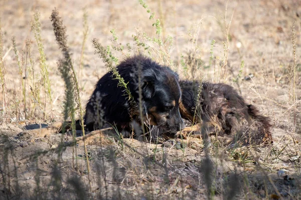 A dog is laying in the grass. The dog is black and brown. The grass is tall and dry