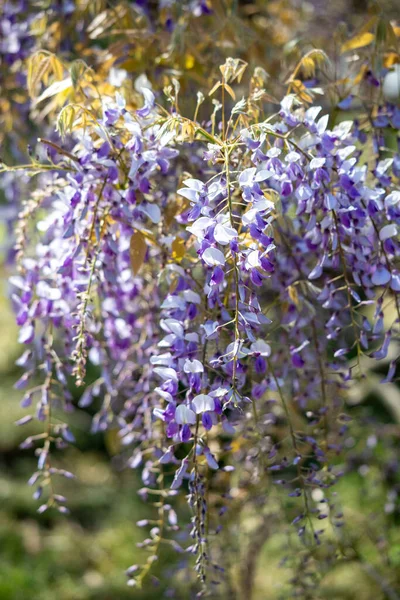 Wisteria blooms in spring in nature.