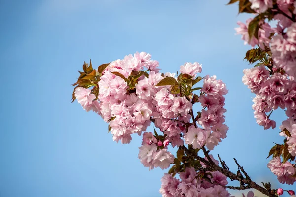 Pink cherry sakura flowers in nature in spring.