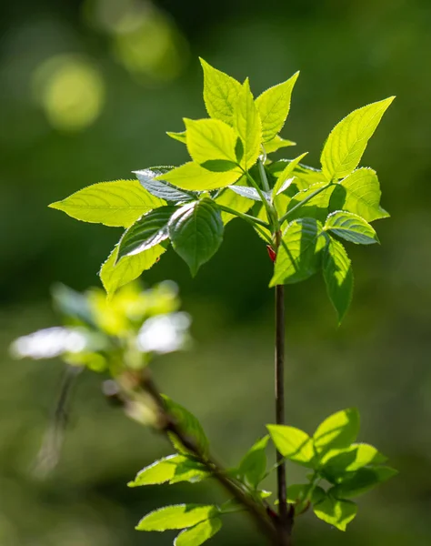 Green tree leaves on a blurred nature background.