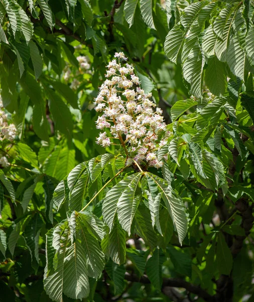 Bright blooming fruit trees in spring nature.