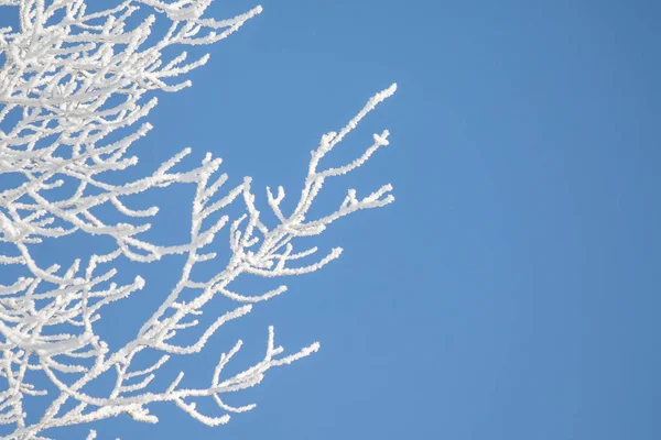 Tree branches covered with white frost against a blue sky. Winter.