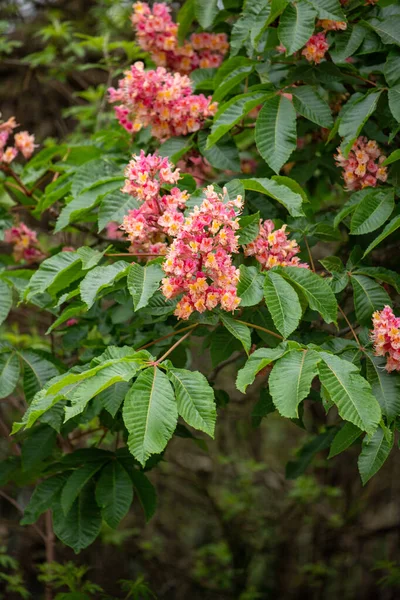 Bright blooming fruit trees in spring nature.