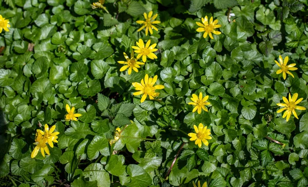 Yellow spring flowers in nature.