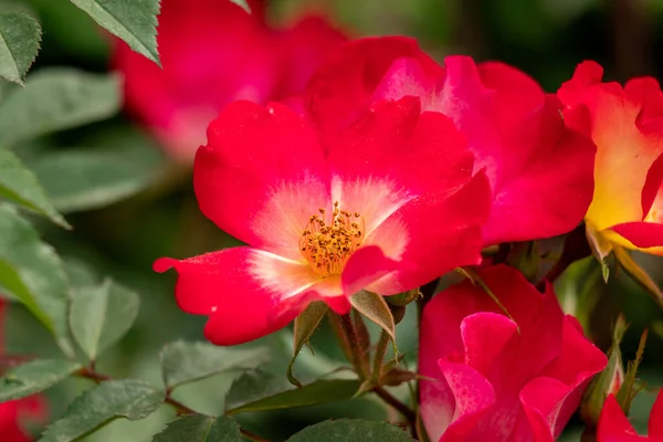 Rose flowers growing outdoors in nature