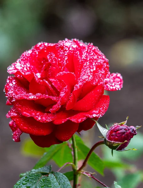 Rose flowers growing outdoors in nature