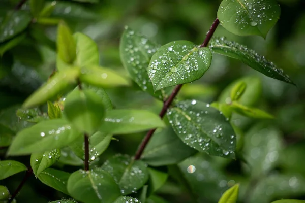 Green tree leaves on a blurred nature background.