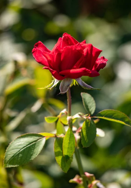 Rose flowers growing in nature close-up.