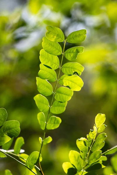 green tree leaves close up on blurred nature background