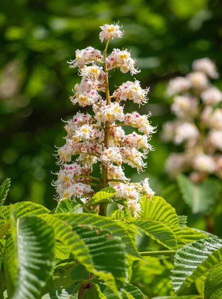 bright plants flowers in nature